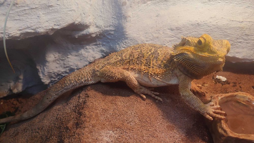 Agama brodata 2 samce