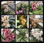 Vendo bolbos de orquídeas de exterior nas fotos.