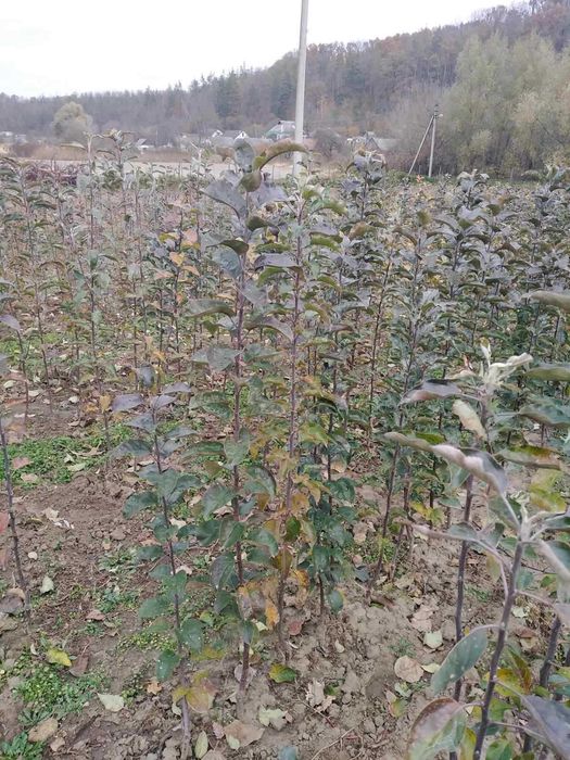 Декоративні рослини та плодово-ягідні культури.