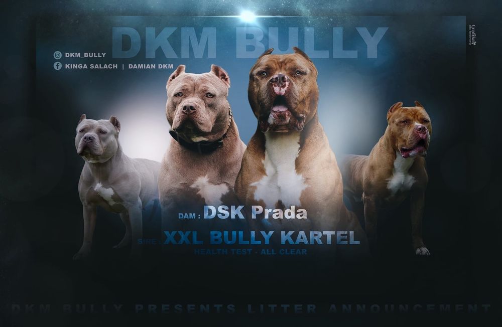 American Bully XL suczka  merle