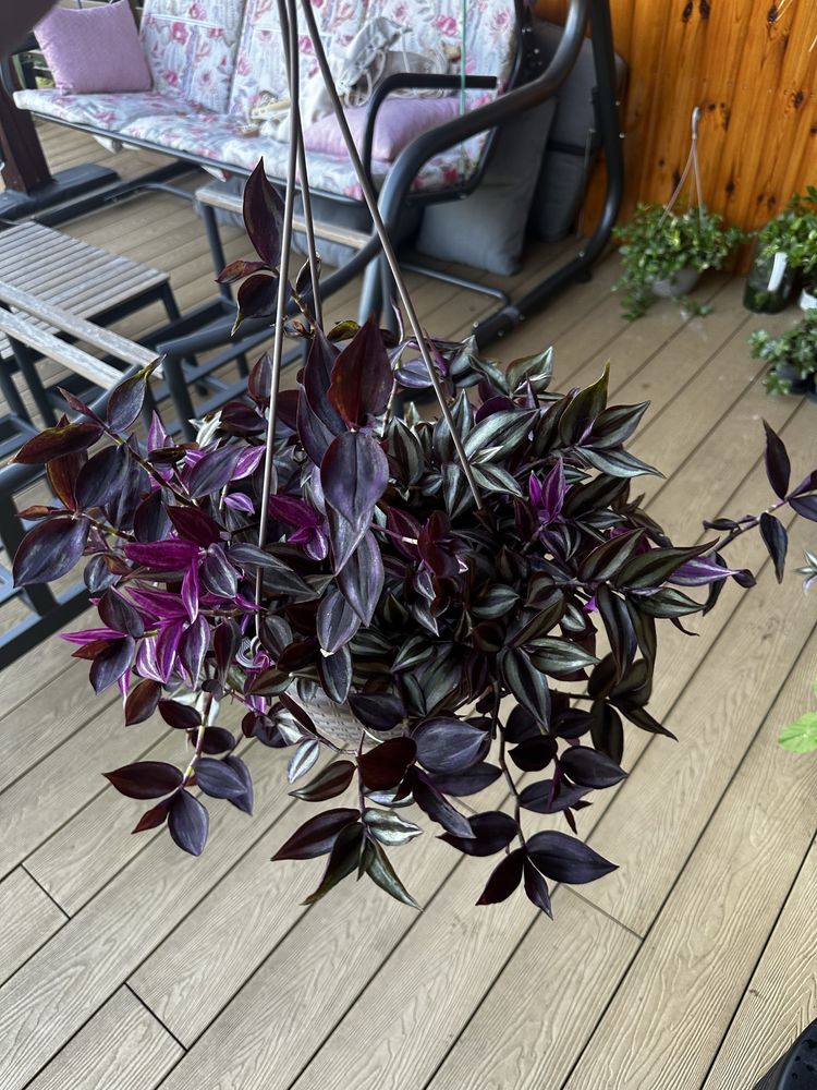 Trzykrotka tradescantia pasiasta fioletowa zebrina duża, 2 odmiany