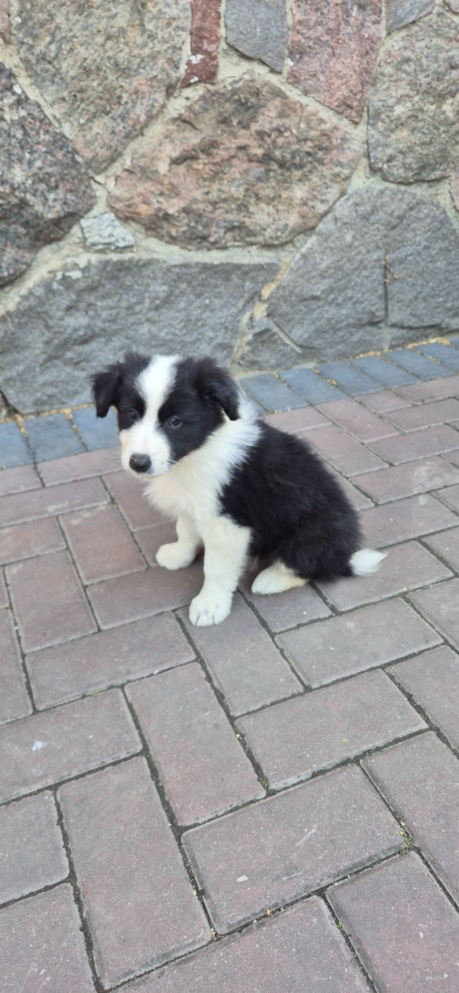 Piesek Border Collie
