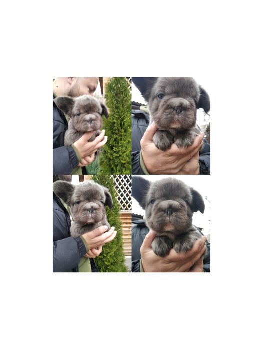 Пушистый комочек Флаффи