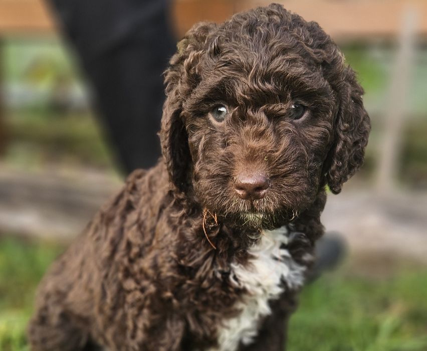 Hiszpanski Pies Dowodny nie Lagotto