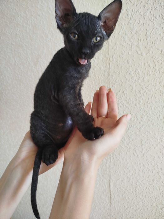Кошеня сфінкс(флок) дівчинка