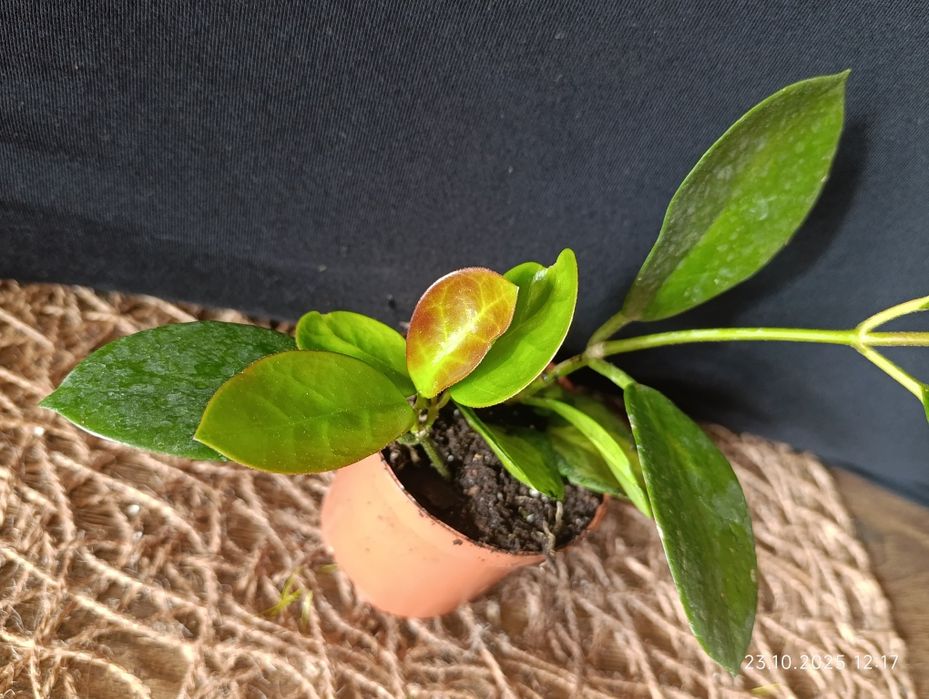 Hoya        Хойа