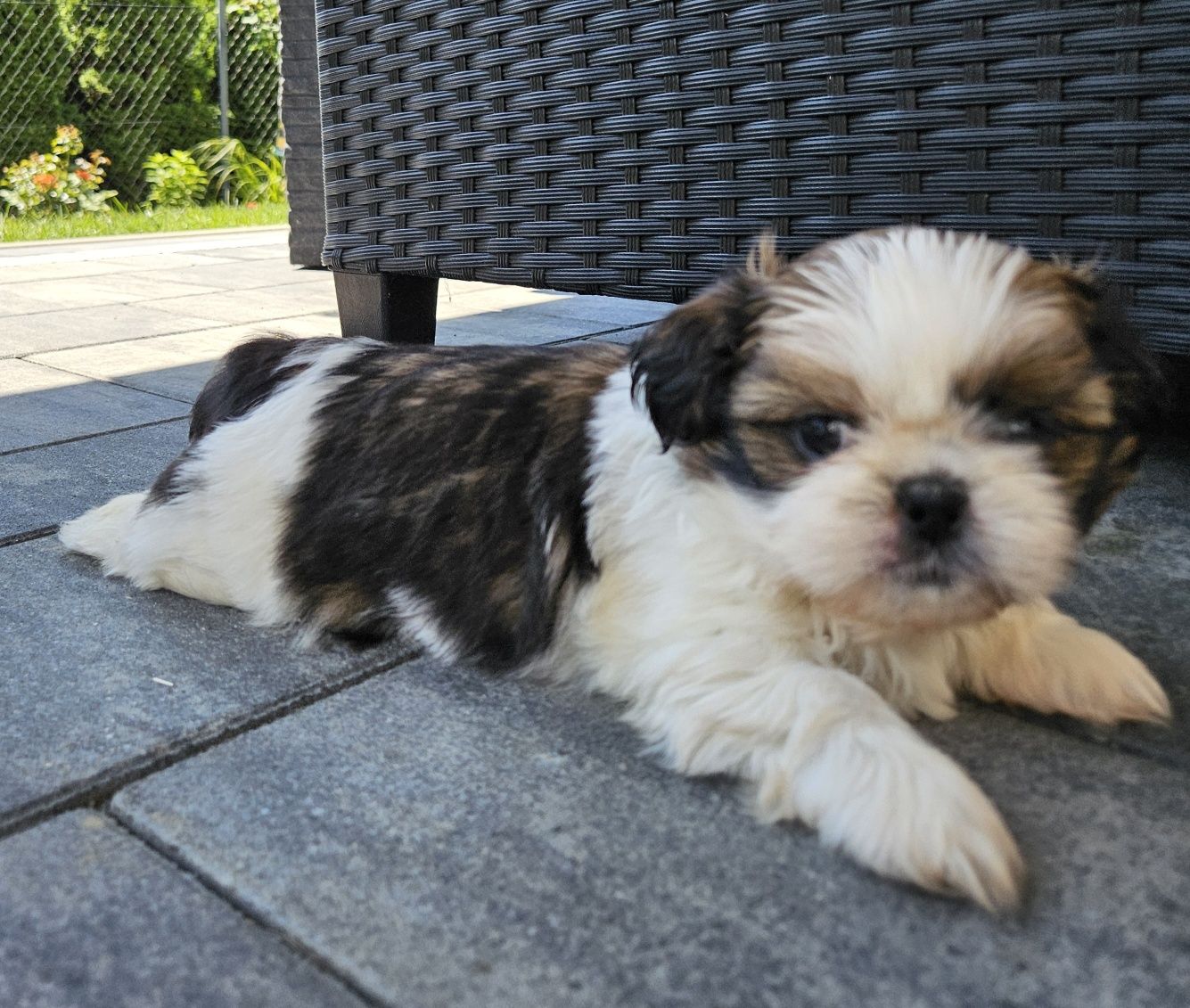 Shih tzu TRI color