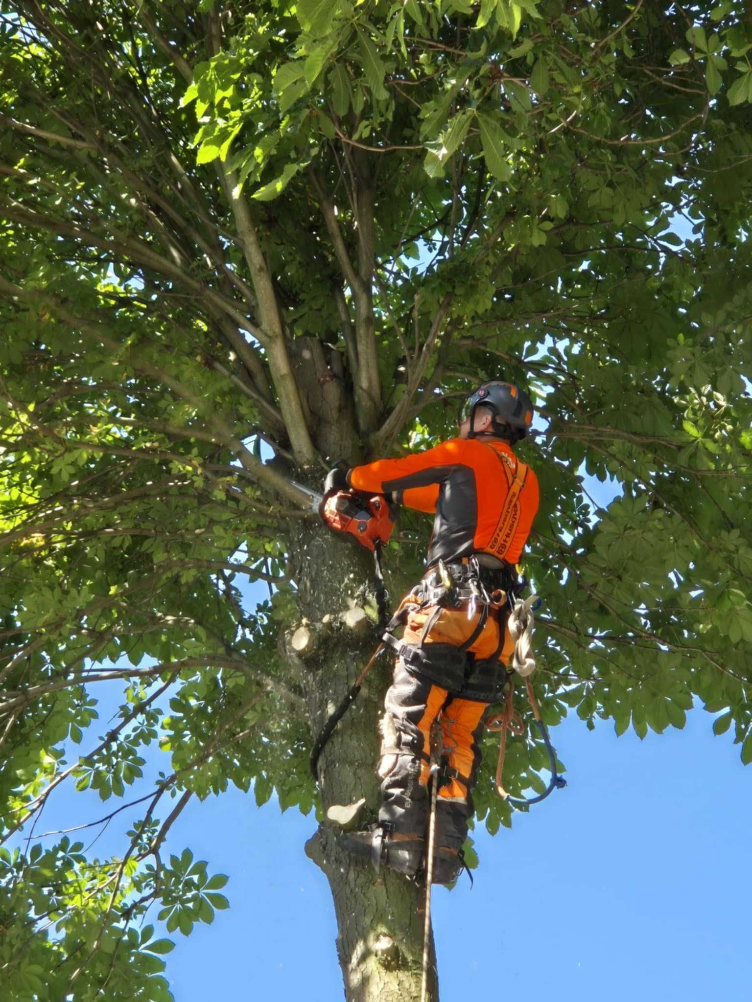 Wycinka i pielęgnacja drzew , frezowanie pni , czyszczenie działek
