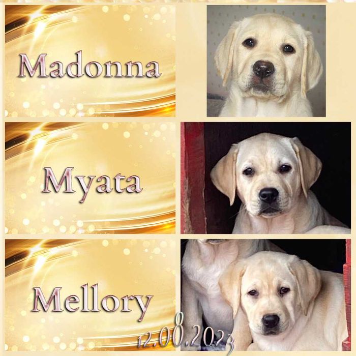 Видео, профпитомник) Элит щенки цуценята лабрадора ретривера ретрівера