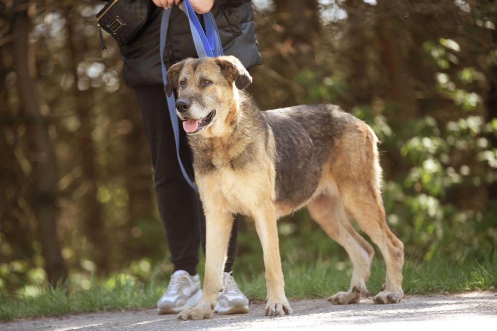 Wspaniała duża starsza sunia Inira szuka bezpiecznego domu