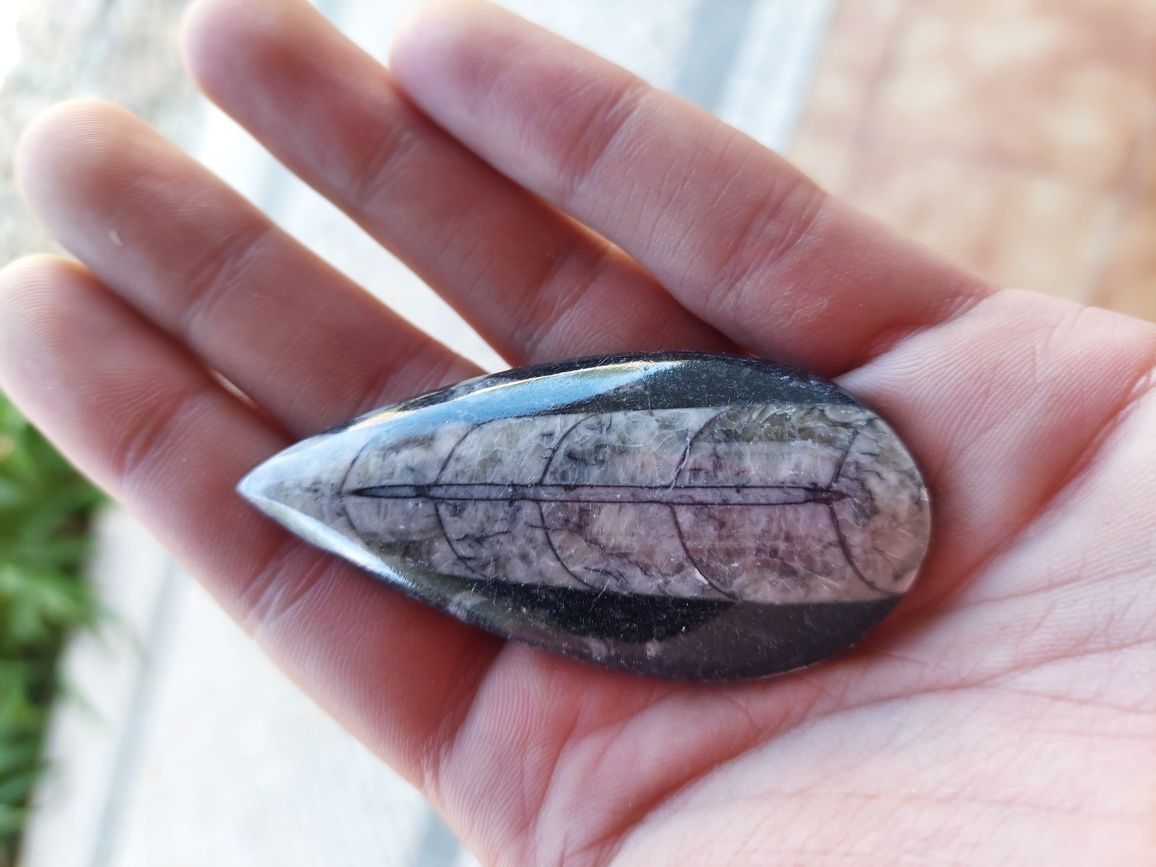 Fóssil Orthoceras