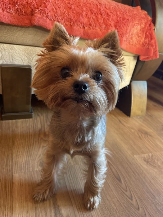 Вязка йоркширский терьер