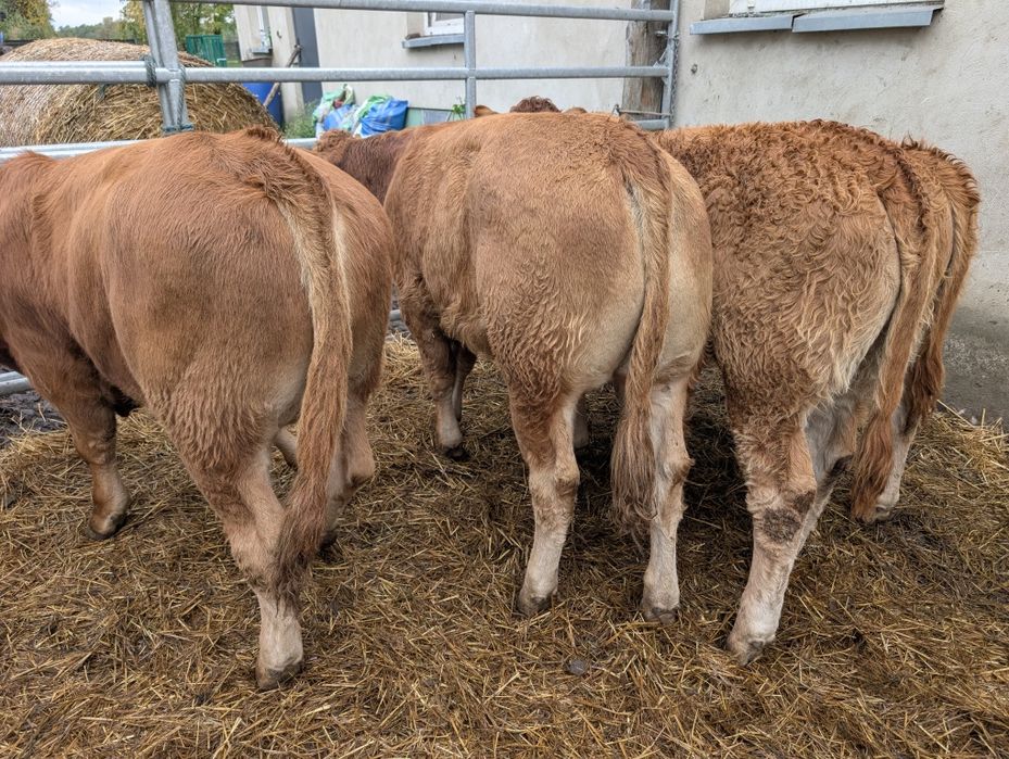 Sprzedam odsadki byczki i jałówki polskie duże ilość