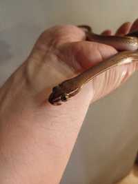 Wąż mahoniowy  B. Lineatus dorosły samczyk.