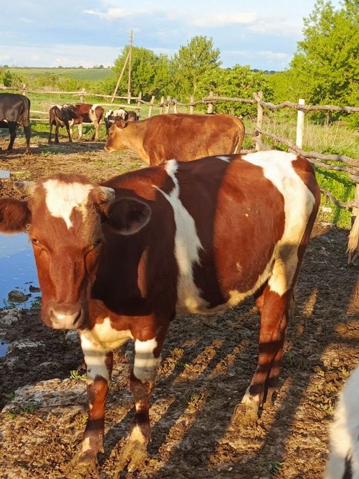 Продам телок, быков