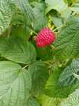 Maliny na sprzedaz