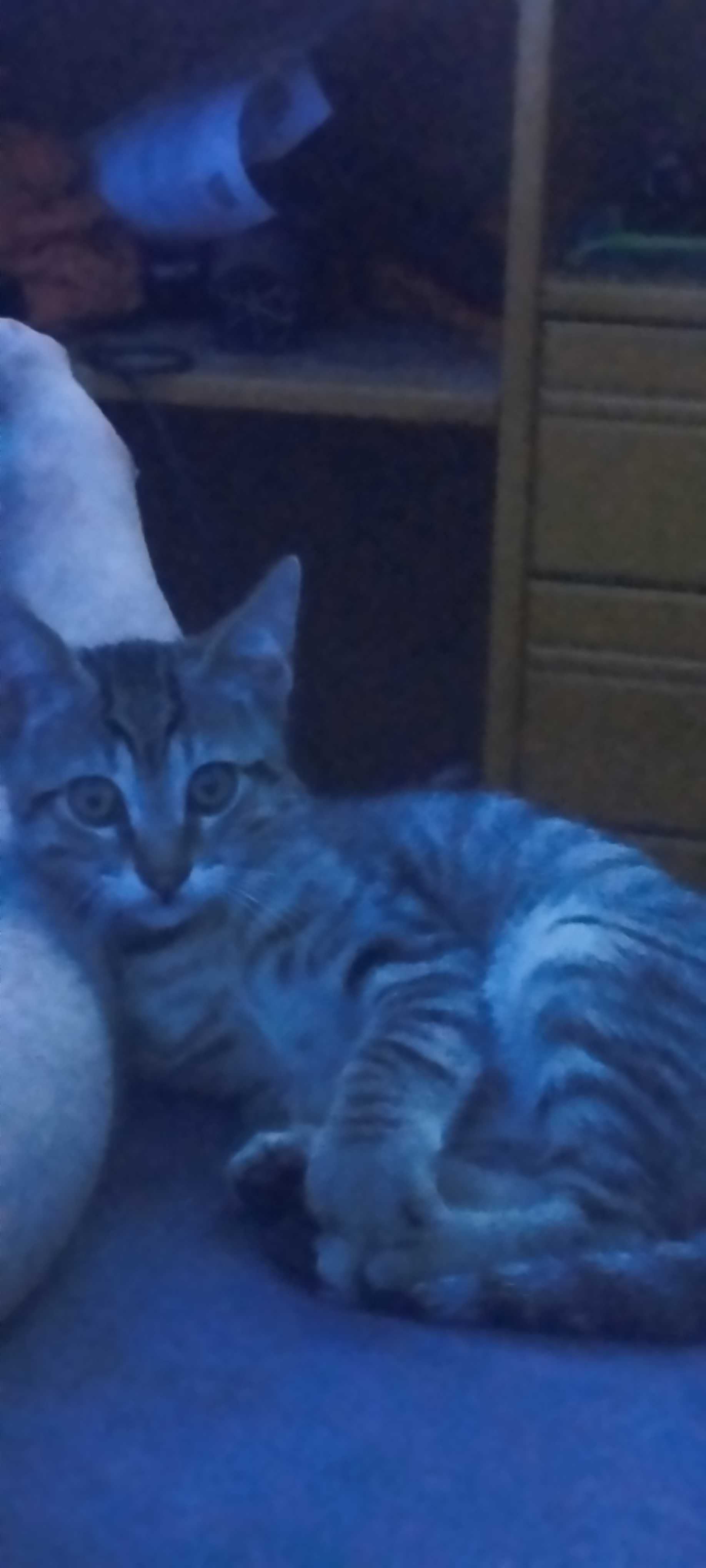 Gatinhos bebés para adoção