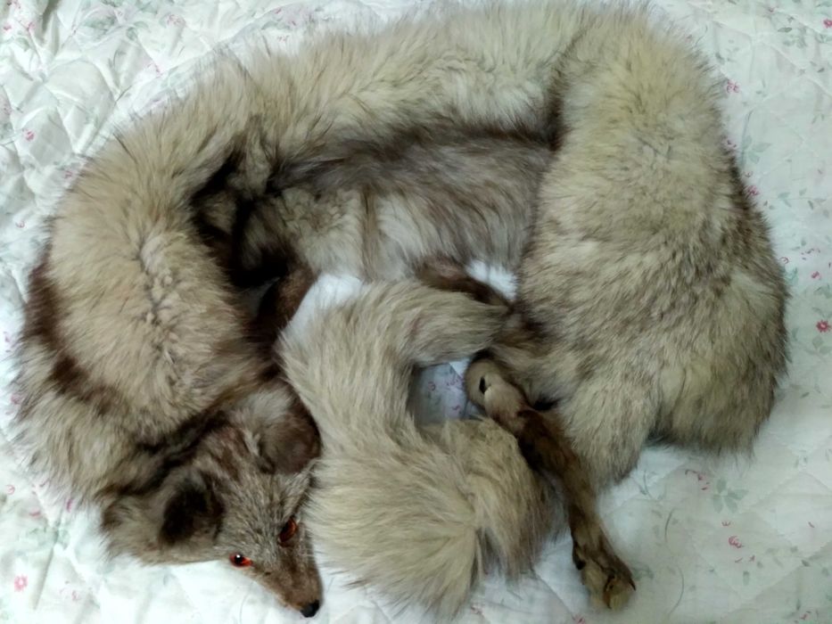 Kołnierz z lisa naturalnego