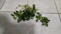 Rośliny akwariowe Anubias