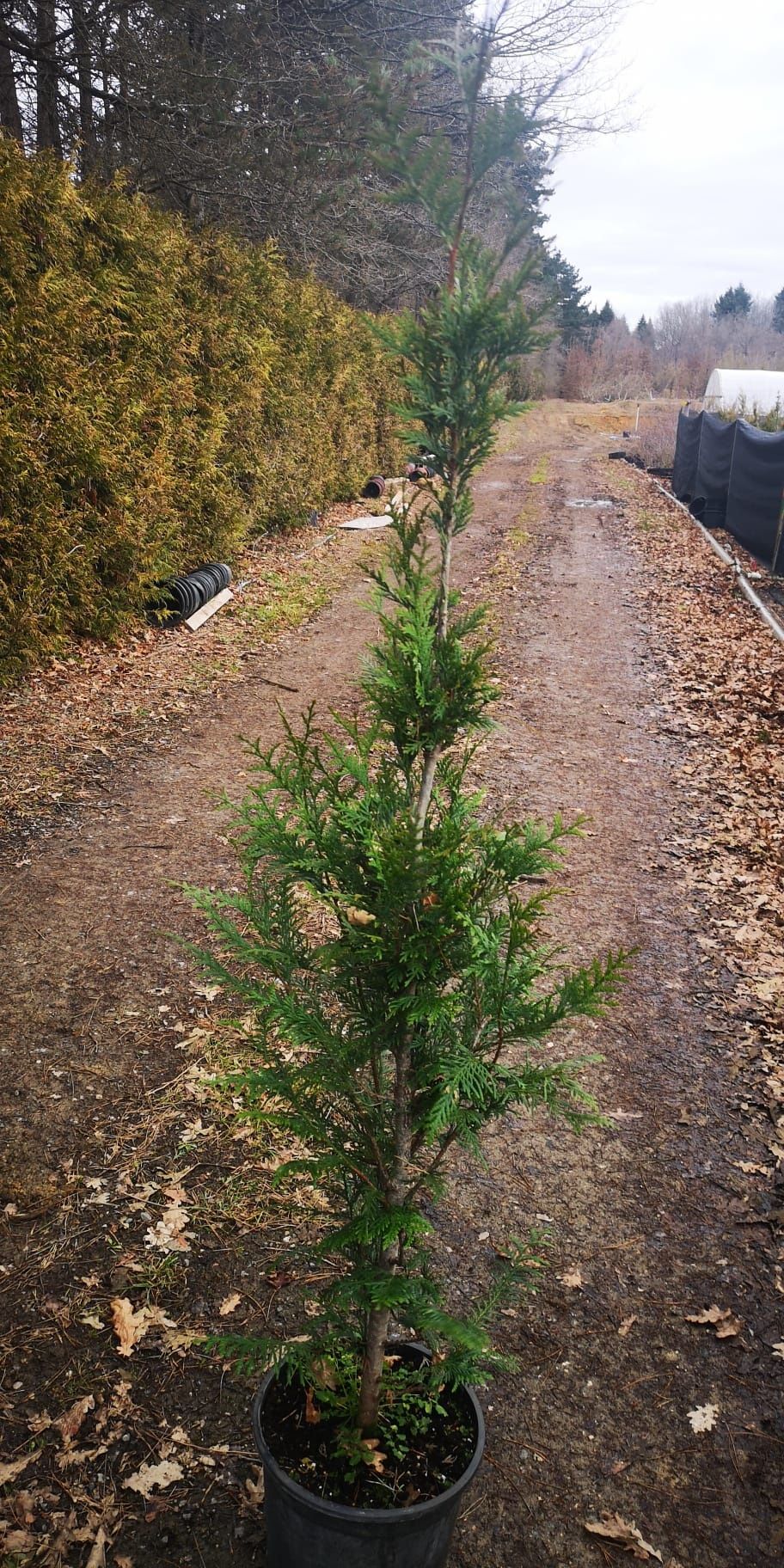 Sebes/vedação natural Cupressus / ciprestes Leylandii