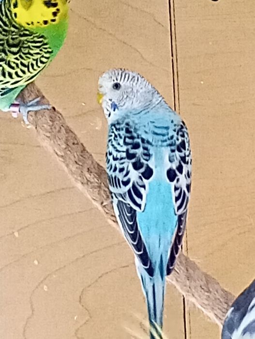 Papużki faliste ...