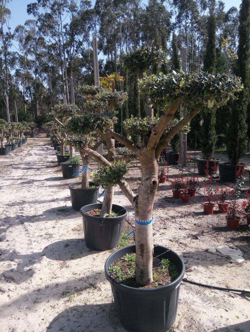 Oliveira de Jardim Ornamental