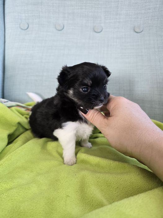 Długowłosa suczka chihuahua