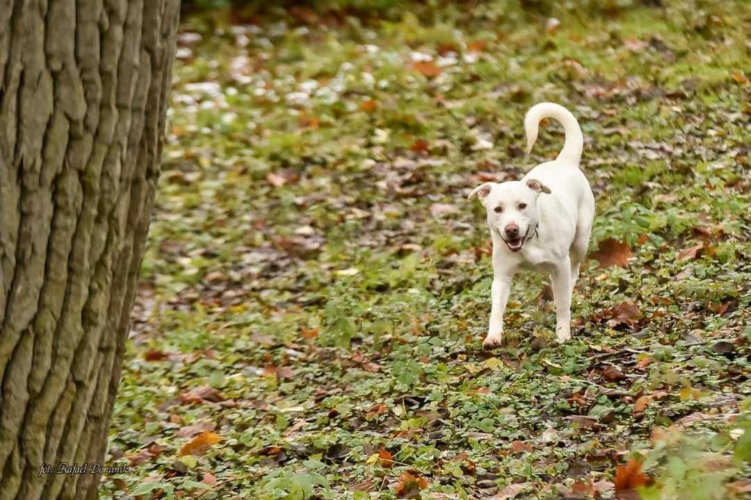 olaf ok 3 let.pies w typ.TTB szuka odpowiedzialnego domu Płock