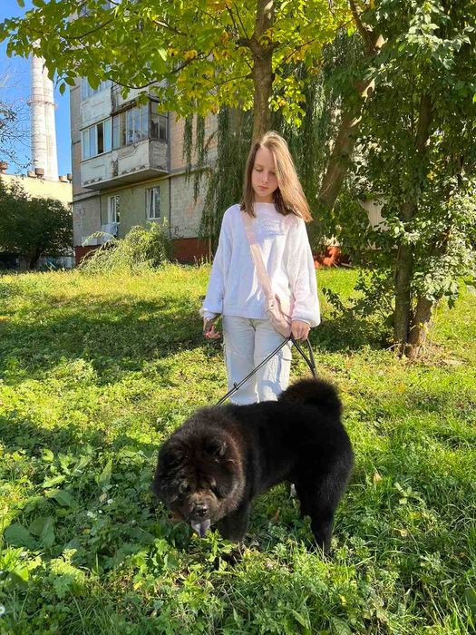 Пропонується на вязку собака породи Чау-чау (Смуф)