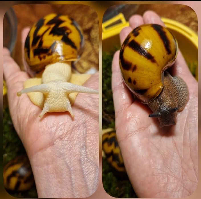 Achatina Achatina Tiger підліток