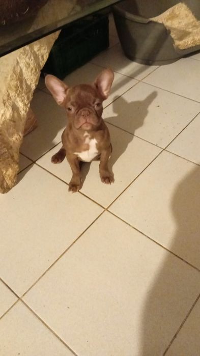 Magnífico macho Buldogue Francês Tigrado