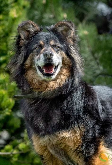 Otto od ponad 6 lat w schronisku, stracił już nadzieję