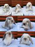Ostatnie 2 Króliczki Mini lop baranek miniaturowy