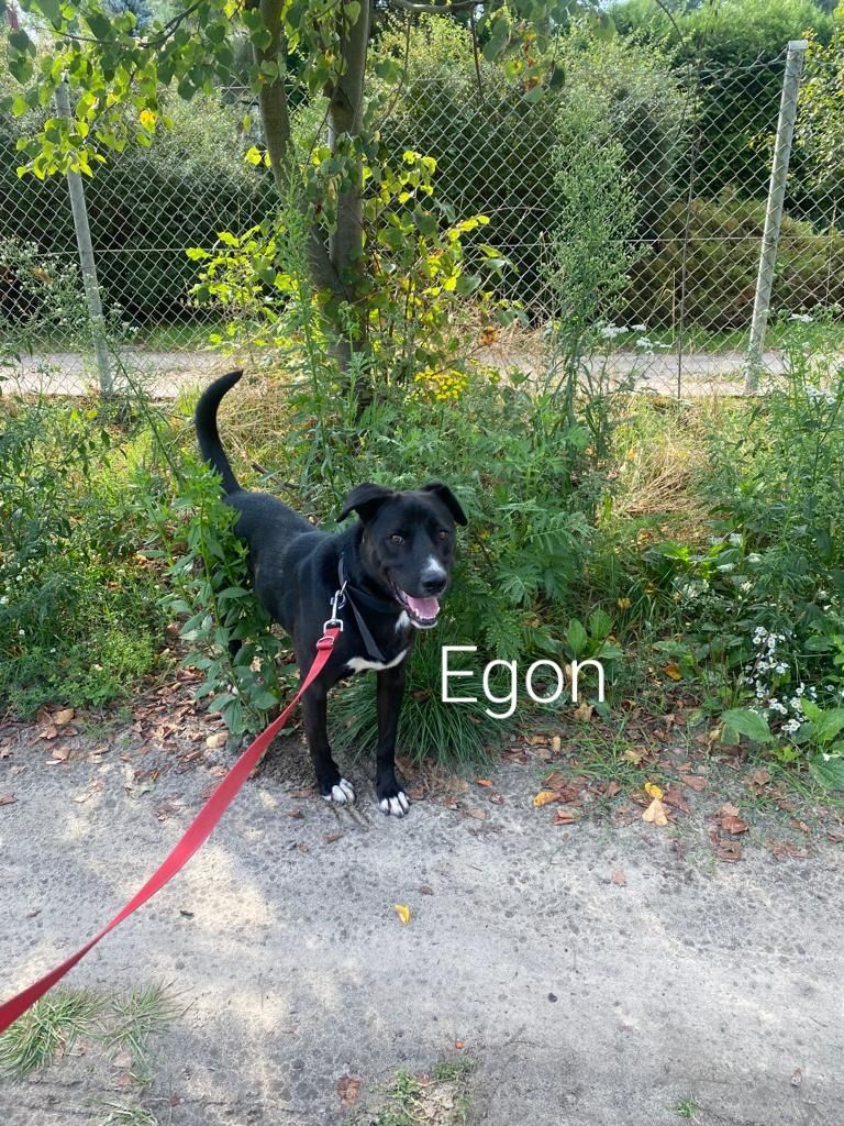 Egon do adopcji.
