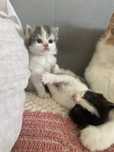Gatinhos bosques