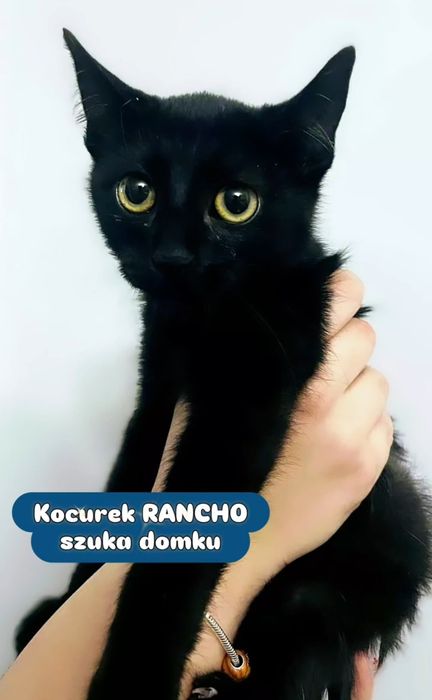 Kocurki Ramcho, Dino , Harnaś do adopcji