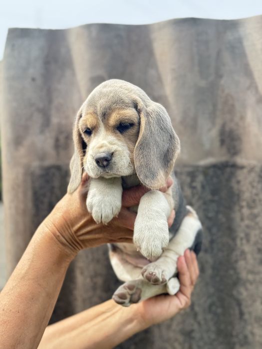 Бігль дівчинка з блакитними очима та документами