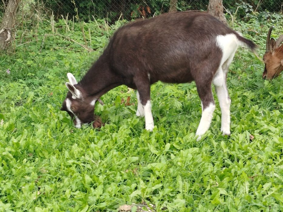 В'язка, случка породистий козлик