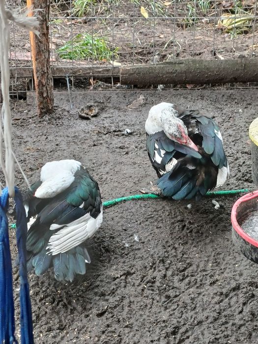 Sprzedam kaczora i kaczki