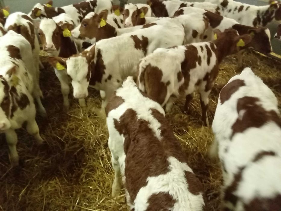 Cielęta, cielaki, byczki oraz jałówki mięsne, MM,MS,HF transport