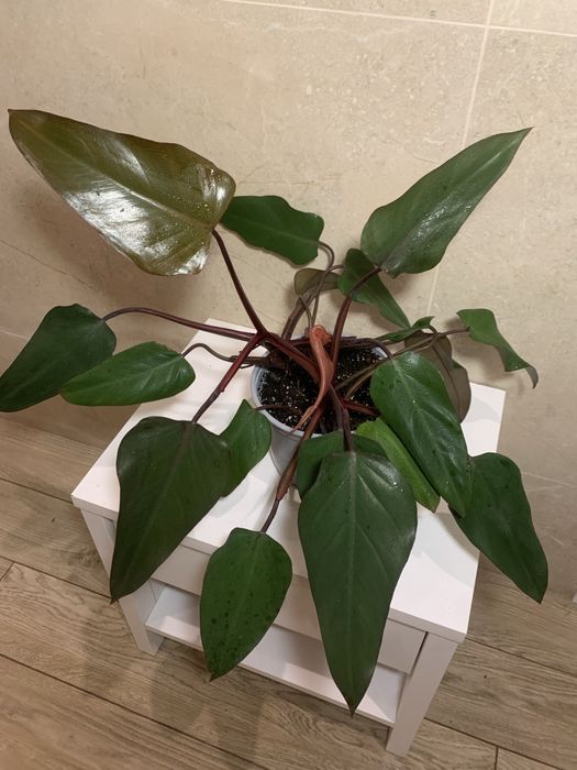 Спатіфілум Діамант, Тетрастігма, філодендрон Дарк