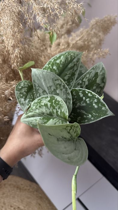 Сциндапсус, епіпремнум, філодендрон Сільвер Енн, ліана кімнатна рос