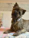 Cairn Terrier - rodowodowa (ZKwP/FCI) niewystawowa suczka