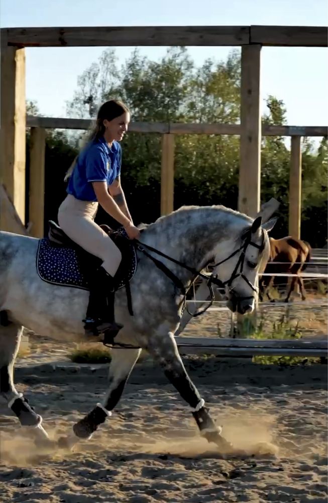 Przepiekny walach arabski do sportu