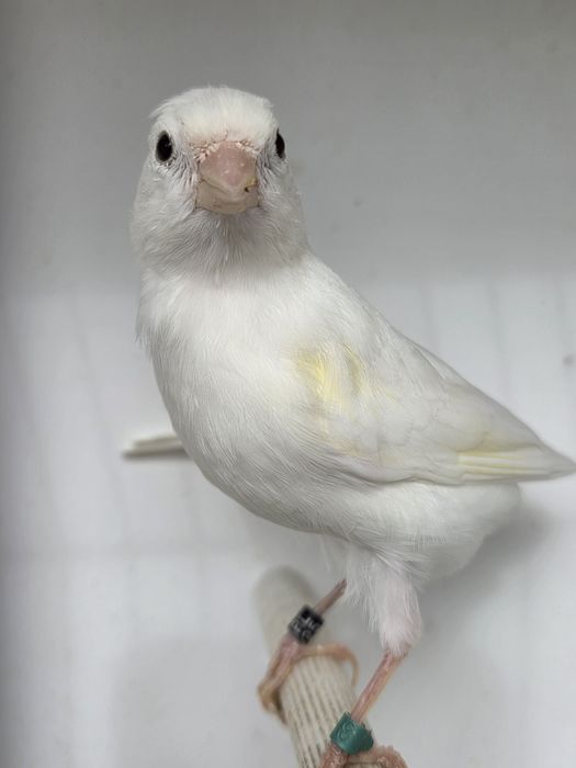 Kanarek miniatura hiszpańska,para,2025r.kanarki