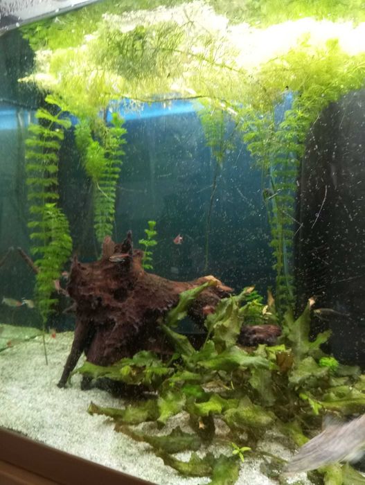 aquários de água doce e salgada de diferentes tamanhos