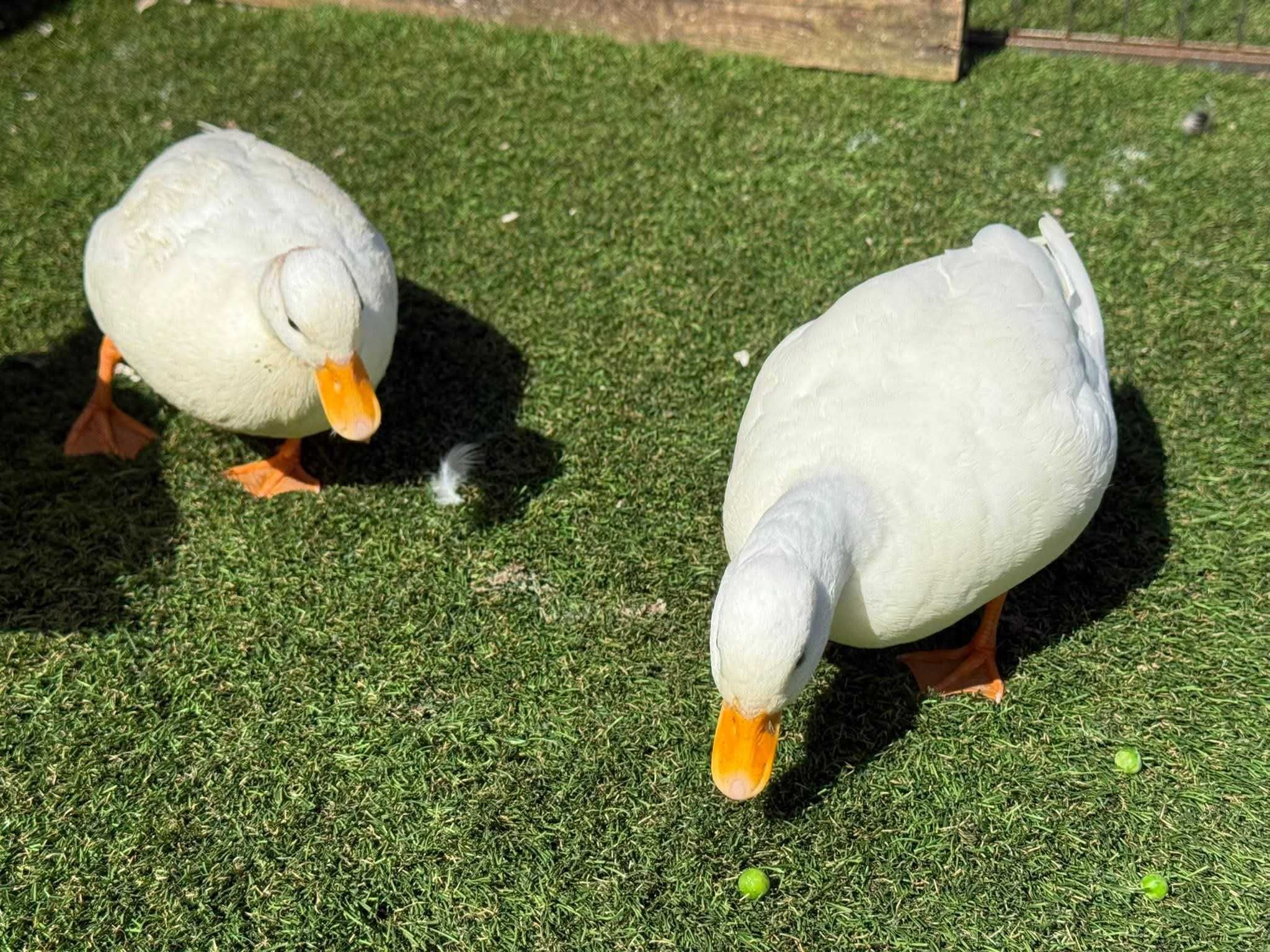 Casais call duck. Brancos ou silver