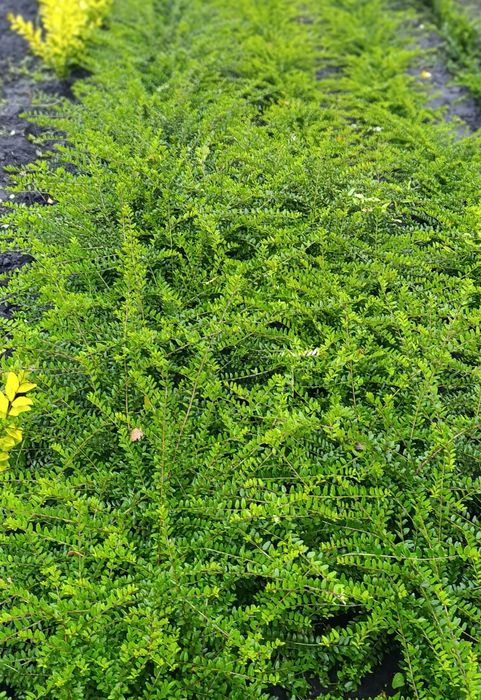 Suchodrzew chiński mirtolistny