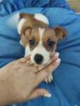 Jack Russell terrier chłopiec nr5/badania genetyczne/po championach