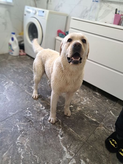 Лабрадор Ретрівер Палевий, в'язка. Шукає нівесту